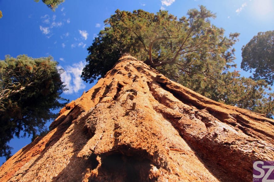 Sequoia & Kings Canyon National Park - GO2USA